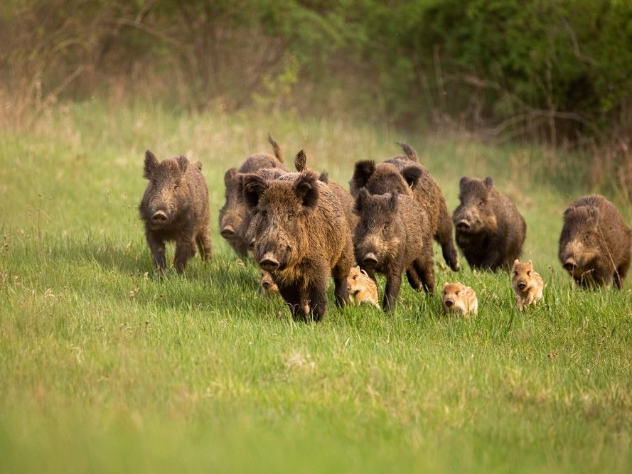 Bando assegnazione contributi regionali a favore enti gestori parchi e riserve naturali per l'indennizzo danni da fauna selvatica