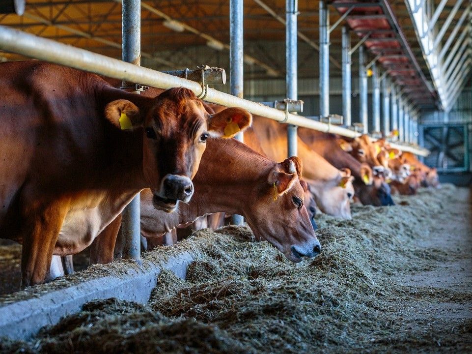 FEC 10/2020 - Manifestazione di interesse per il servizio di controllo presso i macelli sul corretto operato dei classificatori delle carcasse bovine e la corretta rilevazione dei prezzi, AI