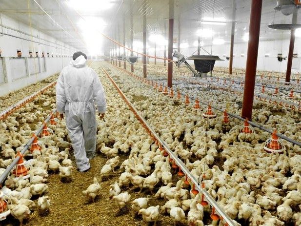 Programma regionale iniziative di biosicurezza per prevenzione e controllo diffusione delle epizoozie negli allevamenti avicoli