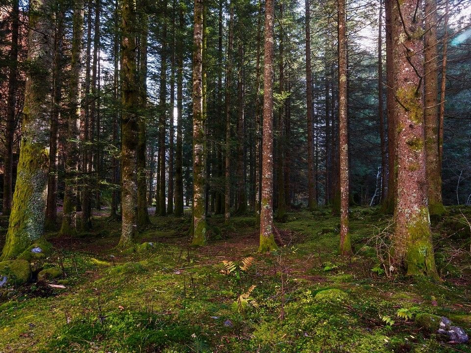 Bando per l’assegnazione di contributi regionali a favore degli enti parco per interventi di manutenzione straordinaria, recupero e riqualificazione