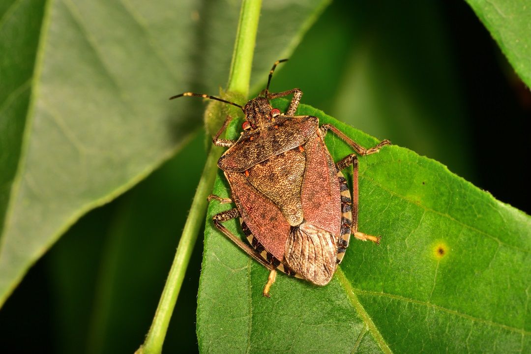 Contributi a imprese agricole colpite a seguito "attacco della cimice asiatica (Alyomoropha halys) alle produzioni vegetali nell'anno 2019 in Regione Lombardia"