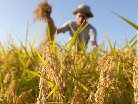 Bando credito di funzionamento per le imprese agricole
