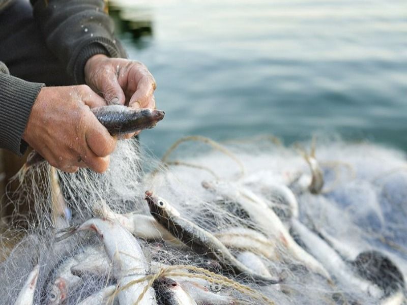 Fondo Europeo per gli Affari Marittimi e la Pesca (FEAMP): bando 2021 - Misura 5.69